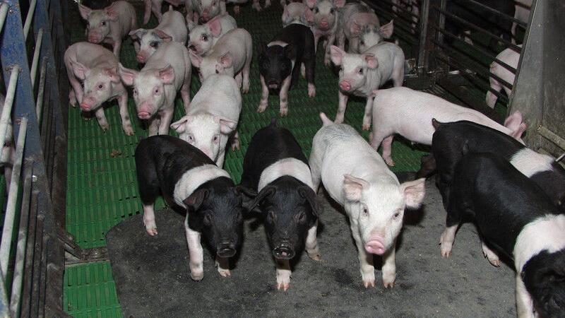 US swine industry focus shifts to China for market options